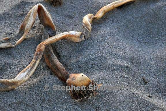 old kelp 3800 2 graphic